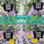 (주)퍼밋