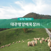 대관령양떼목장(주)