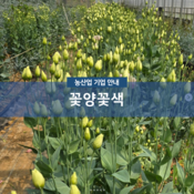꽃양꽃색