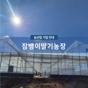 잠뱅이딸기농장