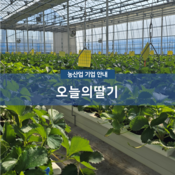 오늘의딸기