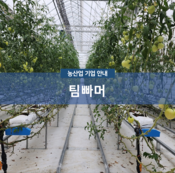 팀빠머
