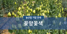 꽃양꽃색|화훼 생산 유통 교육서비스업