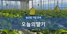 오늘의딸기|작물재배업