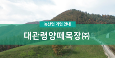 대관령양떼목장(주)|면양사육 및 분양, 목장체험